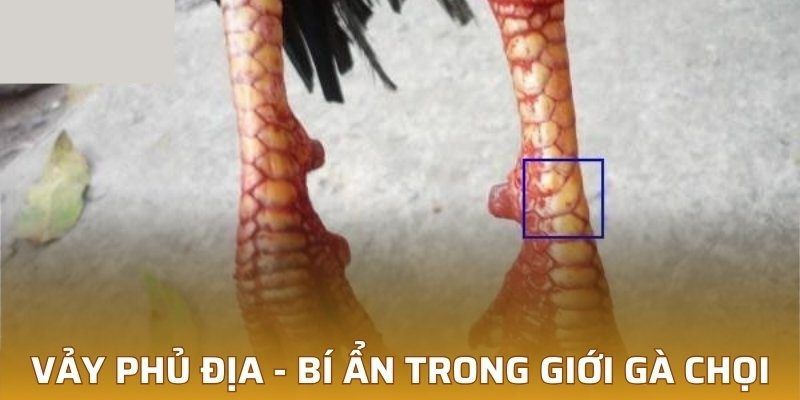 vảy phủ địa giới thiệu